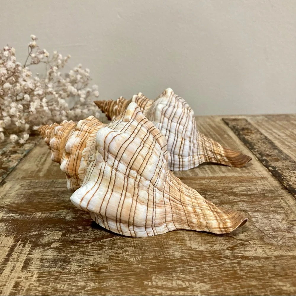 2 Seashells Cream / Light Orange / Brown Neutral Decor Beach Shell Nautical